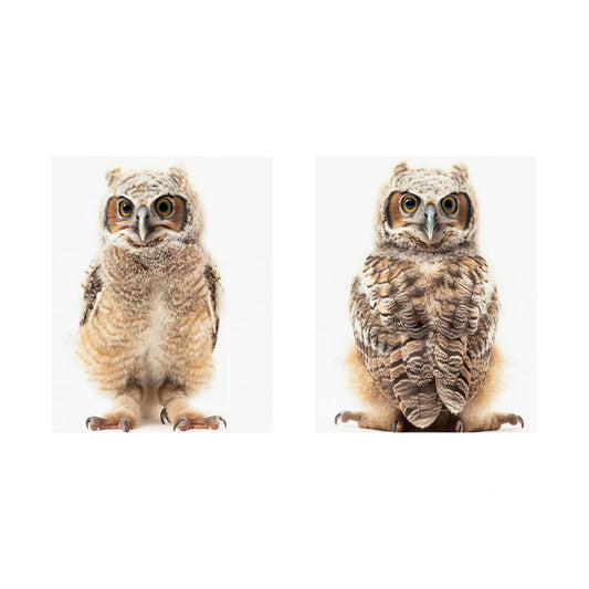 Baby Owl Nursery Baby Animal Wall Art, Set of 2